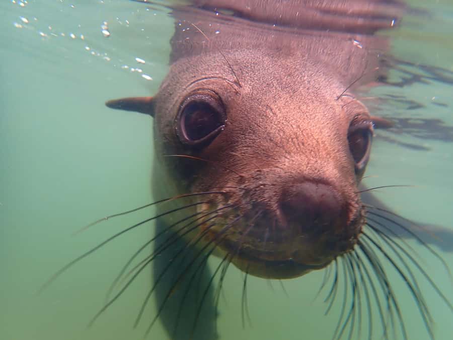 Pelican Point: Kayak with Seals Experience - Arriving at the beach camp and getting ready