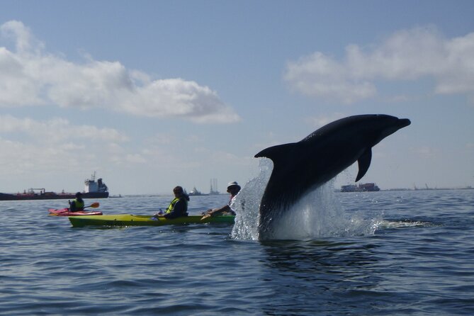 Pelican Point Kayaking Half-Day Tour - Key points to know before you book