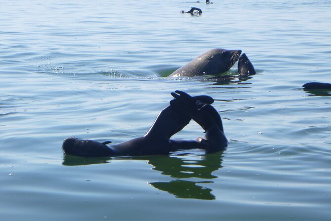 Pelican Point Kayaking Half-Day Tour - The 8:00 am start at Walvis Bay Waterfront