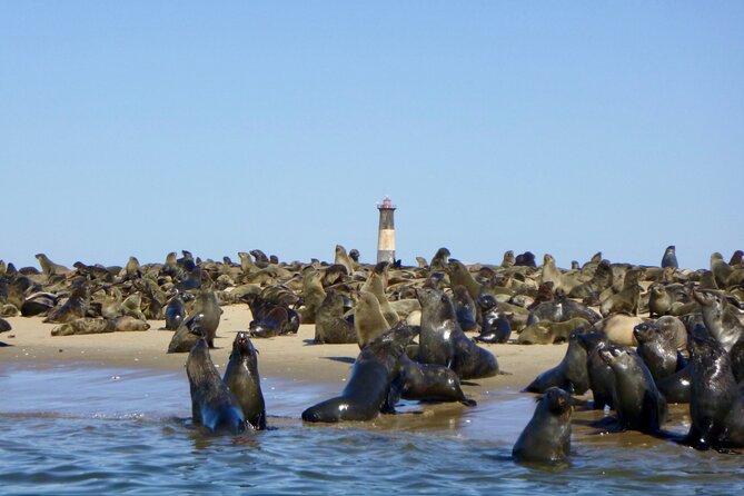 Pelican Point Kayaking Half-Day Tour - Paddling beside the seal colony