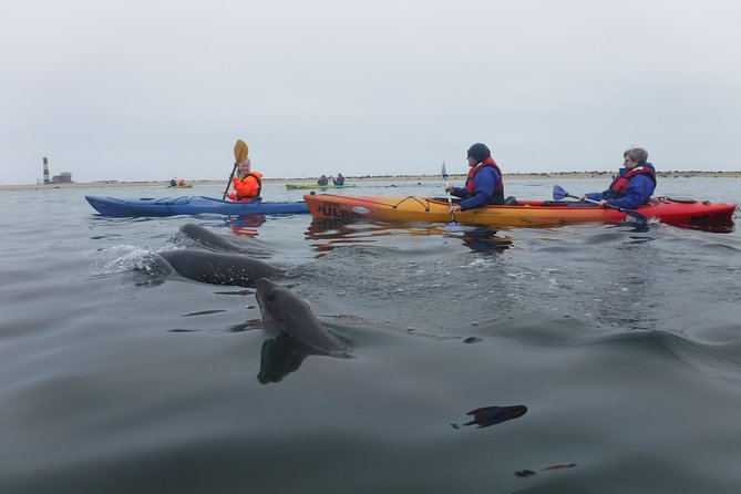Pelican Point Kayaking Half-Day Tour - Breakfast, clothing, and the value of $79.37