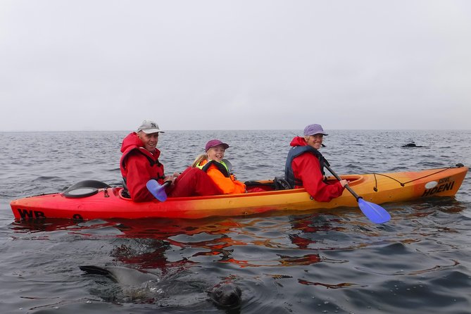 Pelican Point Kayaking Half-Day Tour - Who will enjoy this Pelican Point outing
