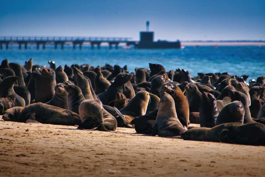 Pelican Point Peninsula Tour - Starting at the Walvis Bay waterfront