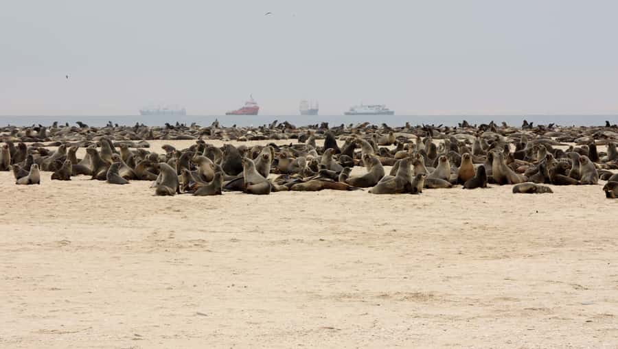 Pelican Point Peninsula Tour - Timing, transport, and what to bring