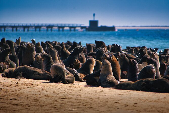 Pelican Point Peninsula Tour- visit the seal colony - Key points at a glance