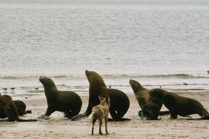 Pelican Point Peninsula Tour- visit the seal colony - The salt refinery and Walvis Bay’s working coast
