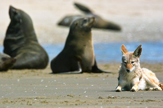 Pelican Point Peninsula Tour- visit the seal colony - The off-road ride to Pelican Point