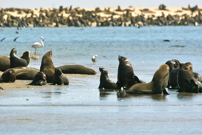 Pelican Point Peninsula Tour- visit the seal colony - What the $114.94 price includes