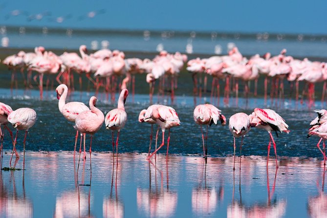Pelican Point Peninsula Tour- visit the seal colony - Starting beside the Walvis Bay Waterfront