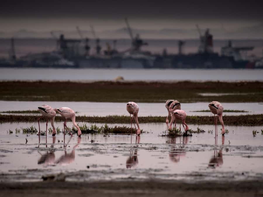 Pelican Point Peninsula Tour - Walvis Bay lagoon and its busy birdlife