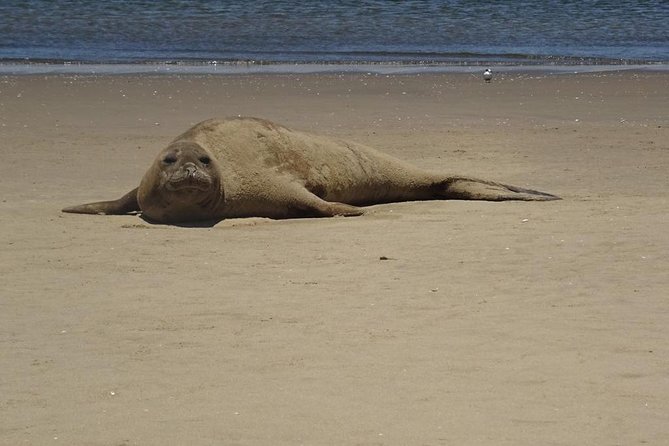 Pelican Point Seal Colony 4x4 Tour - Why Pelican Point is worth the drive