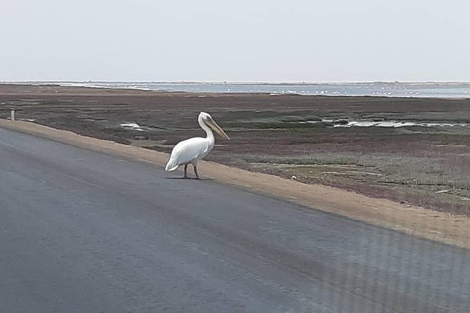 Pelican Point Seal Colony 4x4 Tour - Watching flamingoes and coastal birds
