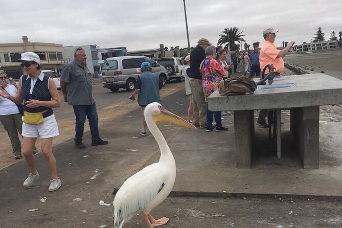 Pelican Point tours,Lagoon tours, Dune7 Adventure - Key details that shape the day