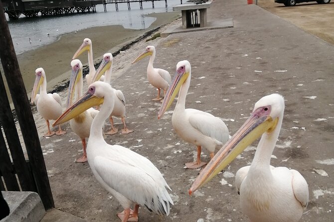 Pelican Point tours,Lagoon tours, Dune7 Adventure - Who will enjoy this tour most