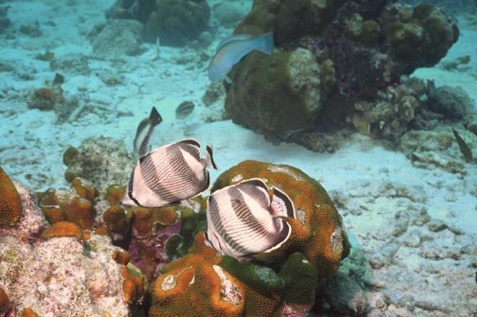 Pelican Rock Snorkeling and Sightseeing Adventure - Why this tour is more than a snorkeling trip