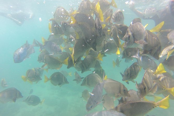 Pelican Rock Snorkeling and Sightseeing Adventure - What the small group changes