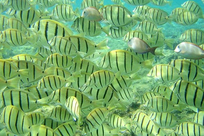 Pelican Rock Snorkeling and Sightseeing Adventure - Finding the meeting point in central Cabo