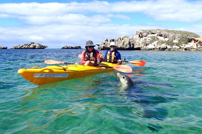 Penguin and Seal Islands Sea Kayaking Experience - Why this is a special Perth day trip