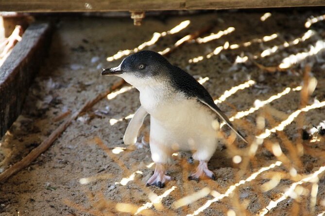 Penguin and Seal Islands Sea Kayaking Experience - Lunch, swimming, and summer snorkeling