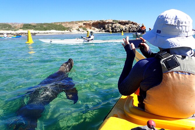 Penguin and Seal Islands Sea Kayaking Experience - Is the $142.01 price good value?