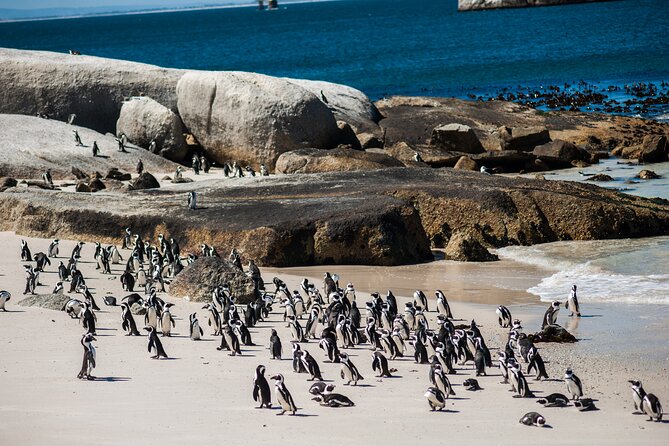 Penguin Encounter Boulders Beach Half Tour Day from Cape Town - Meeting the penguins at Boulders Beach