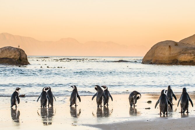 Penguin Encounter Boulders Beach Half Tour Day from Cape Town - The beach time is more flexible than the name suggests