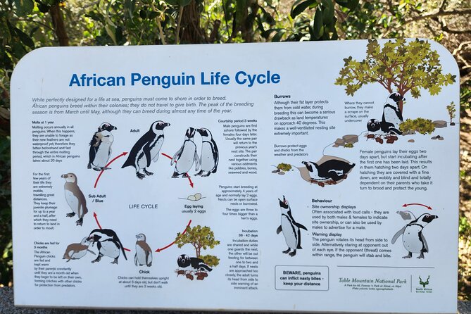 Penguin Encounter Boulders Beach Half Tour Day from Cape Town - The guides make a practical difference