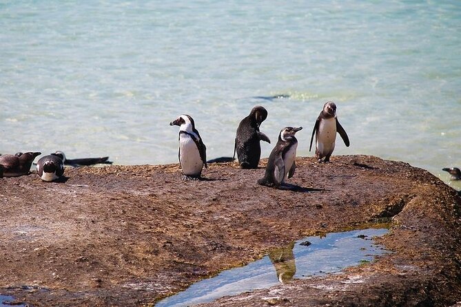 Penguin Encounter Boulders Beach Half Tour Day from Cape Town - Is the $36.81 price good value?