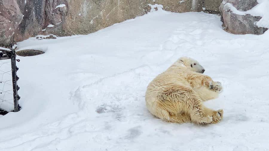 Penguin Fun & Snowmobile : Sapporo Winter (Asahiyama Zoo) - Key points to know before you book