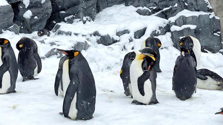 Penguin Fun & Snowmobile : Sapporo Winter (Asahiyama Zoo) - Ningle Terrace, a snowy craft stop in Furano