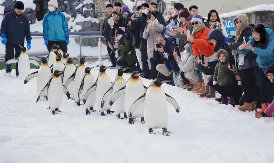 Penguin Fun & Snowmobile : Sapporo Winter (Asahiyama Zoo) - How crowded and comfortable is the tour?
