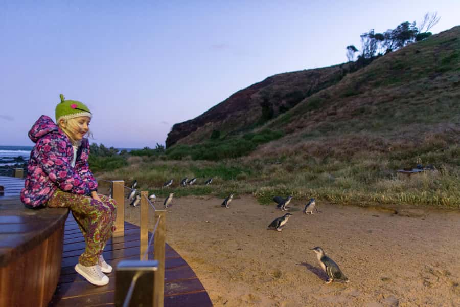 Penguin Parade: General Viewing Ticket - The Penguin Parade begins after sunset