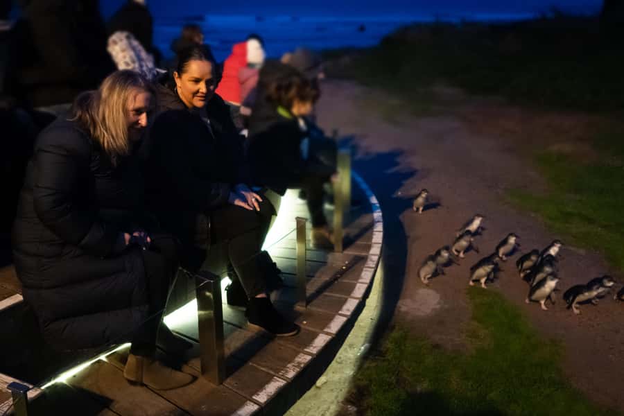Penguin Parade: General Viewing Ticket - What General Viewing looks like from the grandstand