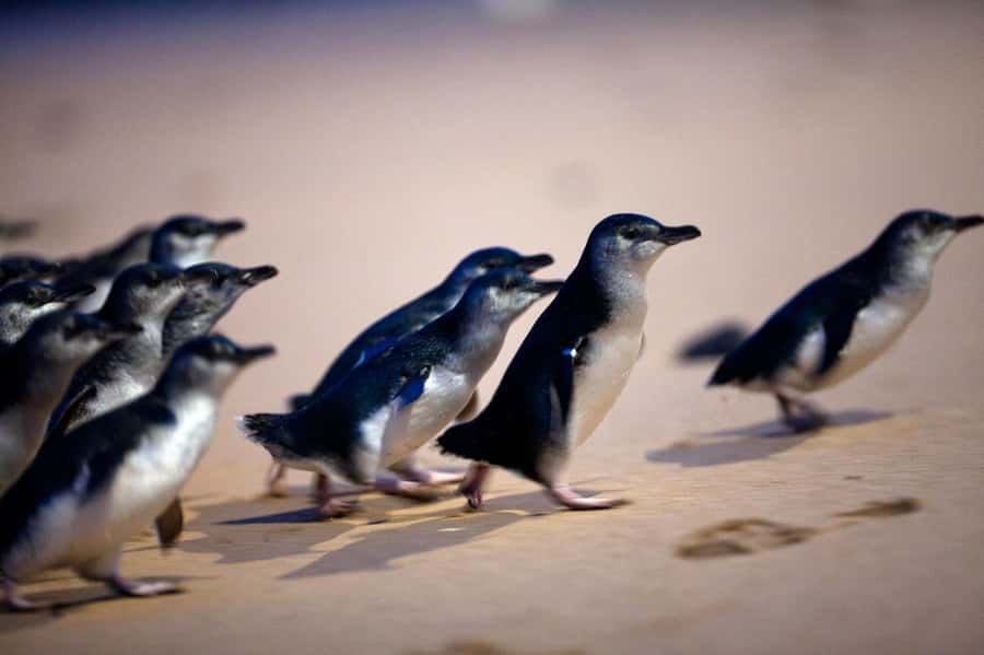 Penguin Parade: General Viewing Ticket - Follow the penguins along the boardwalks