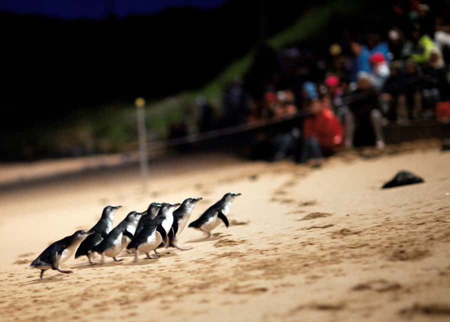 Penguin Parade: General Viewing Ticket - Arrive before sunset for the Visitor Centre