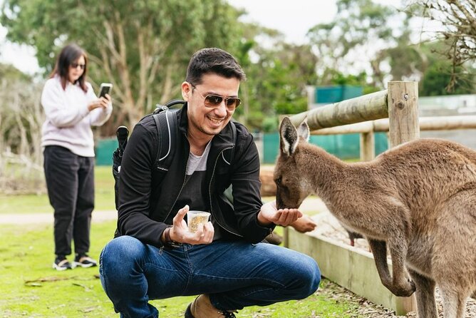 Penguin Parade, & Wildlife Encounters Eco Tour from Melbourne - The Nobbies and Seal Rocks