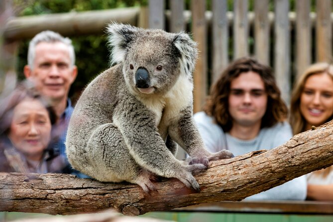 Penguin Parade, & Wildlife Encounters Eco Tour from Melbourne - Waiting for the Penguin Parade