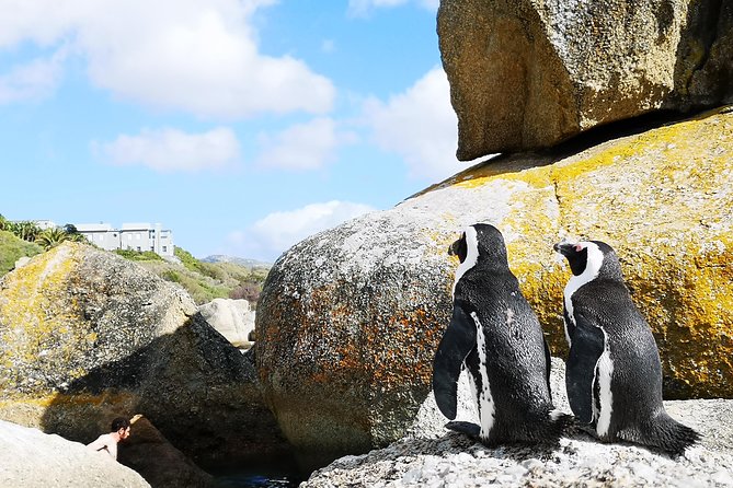Penguin Time! Private Peninsula Experience. - Kirstenbosch as an optional final addition