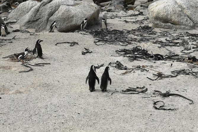 Penguin Time! Private Peninsula Experience. - What the private vehicle adds