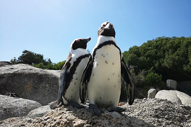 Penguin Time! Private Peninsula Experience. - Practical details before you reserve