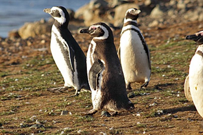 Penguin walk in Ushuaia + navigation option - From Ushuaia pier to the end of the Beagle Channel
