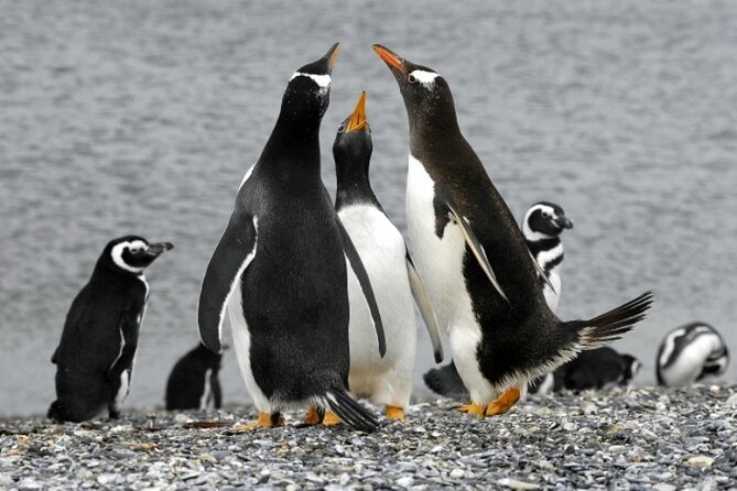 Penguin walk in Ushuaia + navigation option - How the timing really works