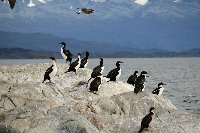 Penguin walk in Ushuaia + navigation option - Is the navigation option a useful addition?