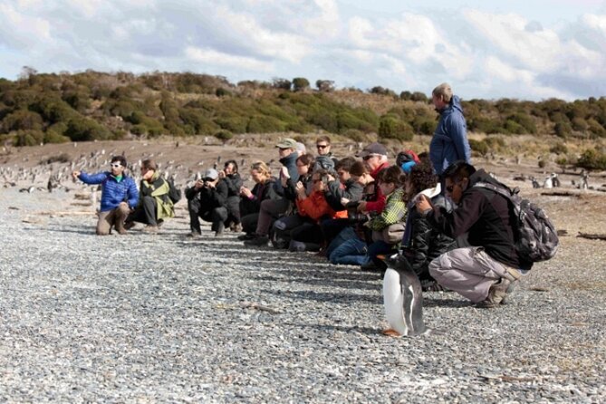 Penguin walk in Ushuaia + navigation option - Meeting the Magellanic and Gentoo penguins