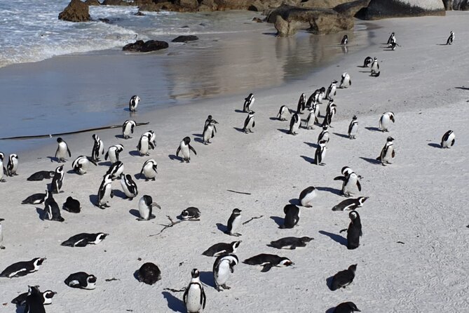 Penguin Watching & Beach Day at Boulder's Beach, Cape Town - Muizenberg ends the outing with colorful beach huts