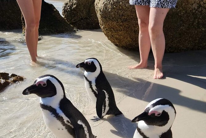 Penguin Watching & Beach Day at Boulder's Beach, Cape Town - Boulders Beach is the reason to book