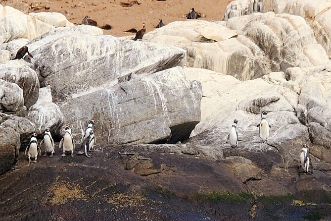 Penguin Watching Navigation Cachagua Lunch From STGO Private Tour - Cachagua Island is the reason to make the long trip