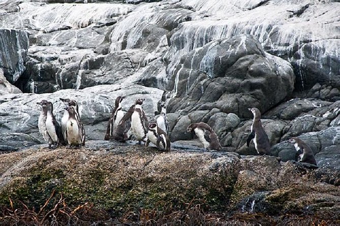 Penguin Watching Navigation Cachagua Lunch From STGO Private Tour - The boat ride can be thrilling, not smooth