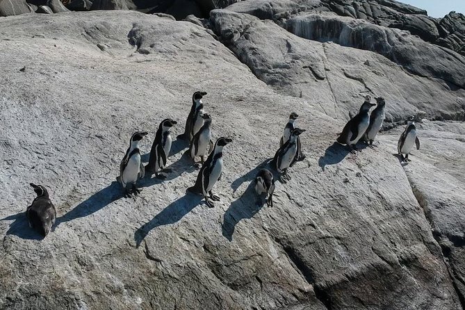 Penguin Watching Navigation Cachagua Lunch From STGO Private Tour - Valparaíso shifts the day from wildlife to street life