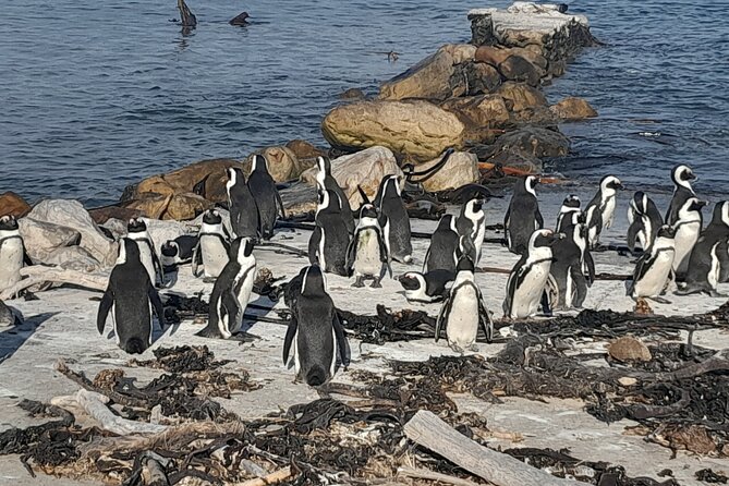 Penguins Boulders Beach and Cape Point Small Group Day Tour - Cape Point and the optional funicular